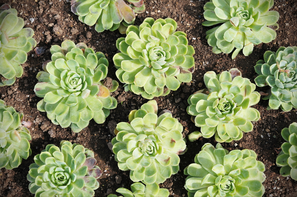 Transplant_Yourself_for_Growth_Robert_Rose_contentadvisory.net_plant_succulent